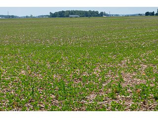 Property photo 58 - LAND AUCTION - 700+/- ACRES OFFERED IN 16 TRACTS IN ALLEN COUNTY, INDIANA